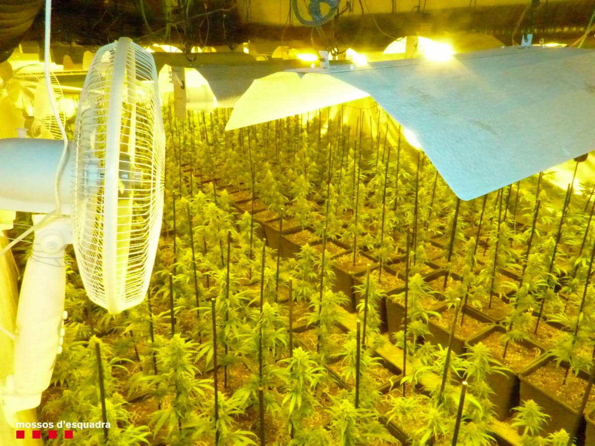 Plantació de marihuana a Prades (Tarragona) amb 1.293 plantes, per la qual els Mossos d'Esquadra han detingut dos homes.