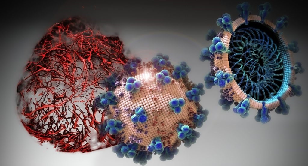 En els cultius cel·lulars analitzats en el present estudi, el hrsACE2 va inhibir la càrrega de coronavirus per un factor de 1000-5000
