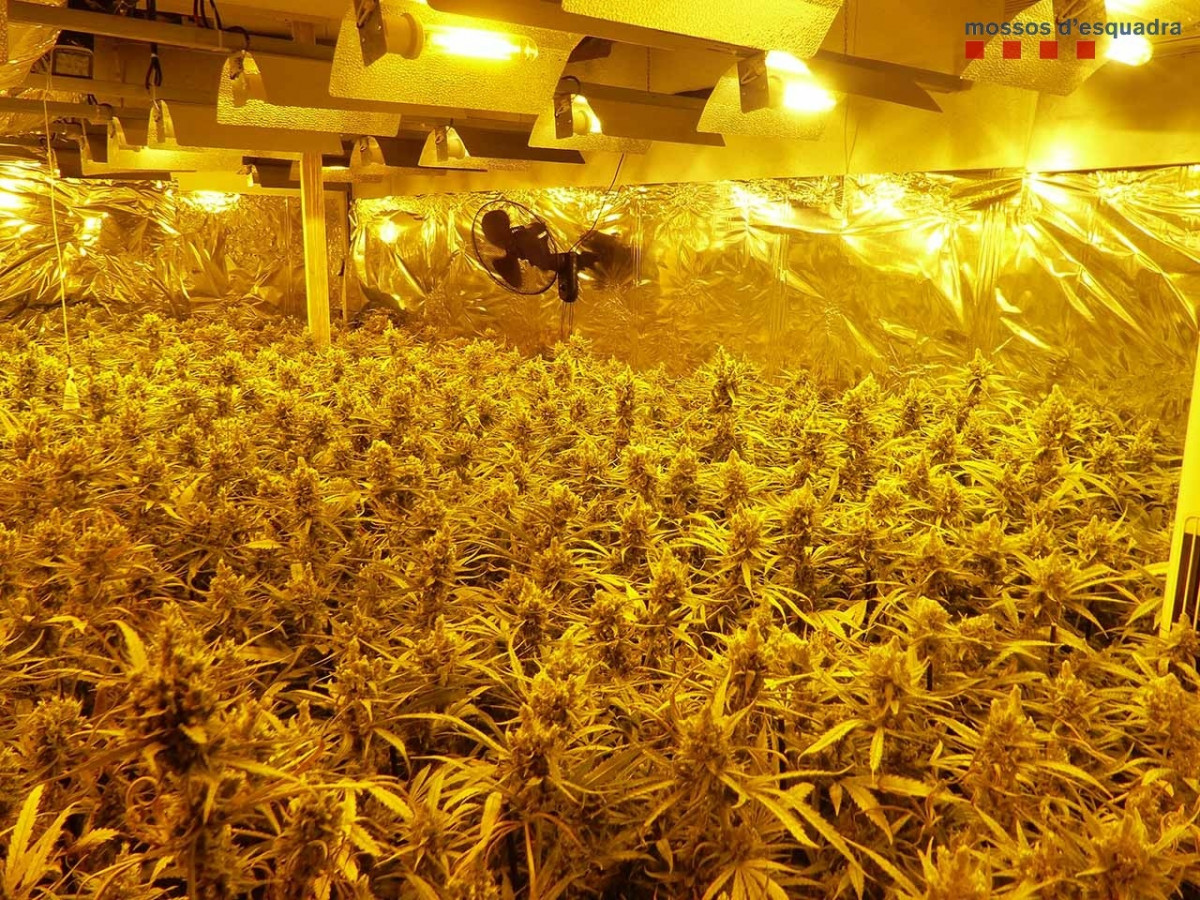 Plantació de marihuana a l'Prat de Llobregat (Barcelona) per la qual a els Mossos d'Esquadra han detingut vuit homes, que han ingressat a la presó provisional per 1 presumpte Delicte contra la salut p