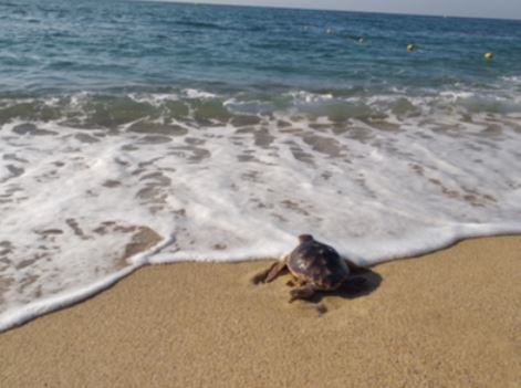 Alliberades 12 tortugues babaues a la platja de Castelldefels (Barcelona) que es van trobar el 2019
