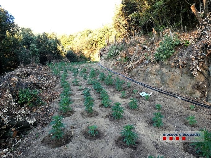 Un detingut a Arbúcies (Girona) per cultivar marihuana al Parc Natural de Montseny