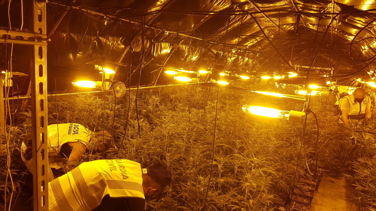 Desarticulat 'un grup criminal per Tràfic internacional de marihuana