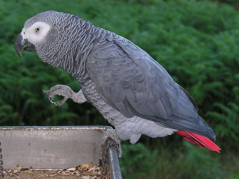 Lloro gris o lloro yaco, animal, ocell, au, espècie