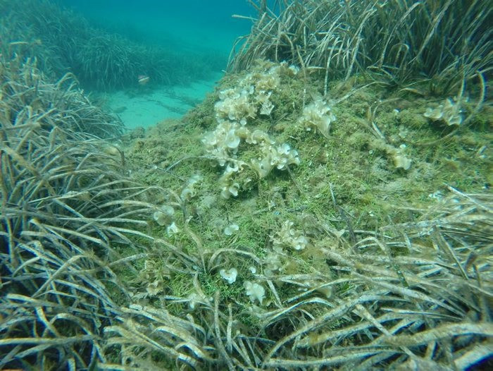 El Parc Natural de Cap de Creus ha regulat la pesca i el fondeig en una àrea d'uns 500 m2 de la Cala Galladera, on s'ha detectat la presència de l'alga Caulerpa cylindracea, amb el suport de l'Cos d'Agents Rurals.
