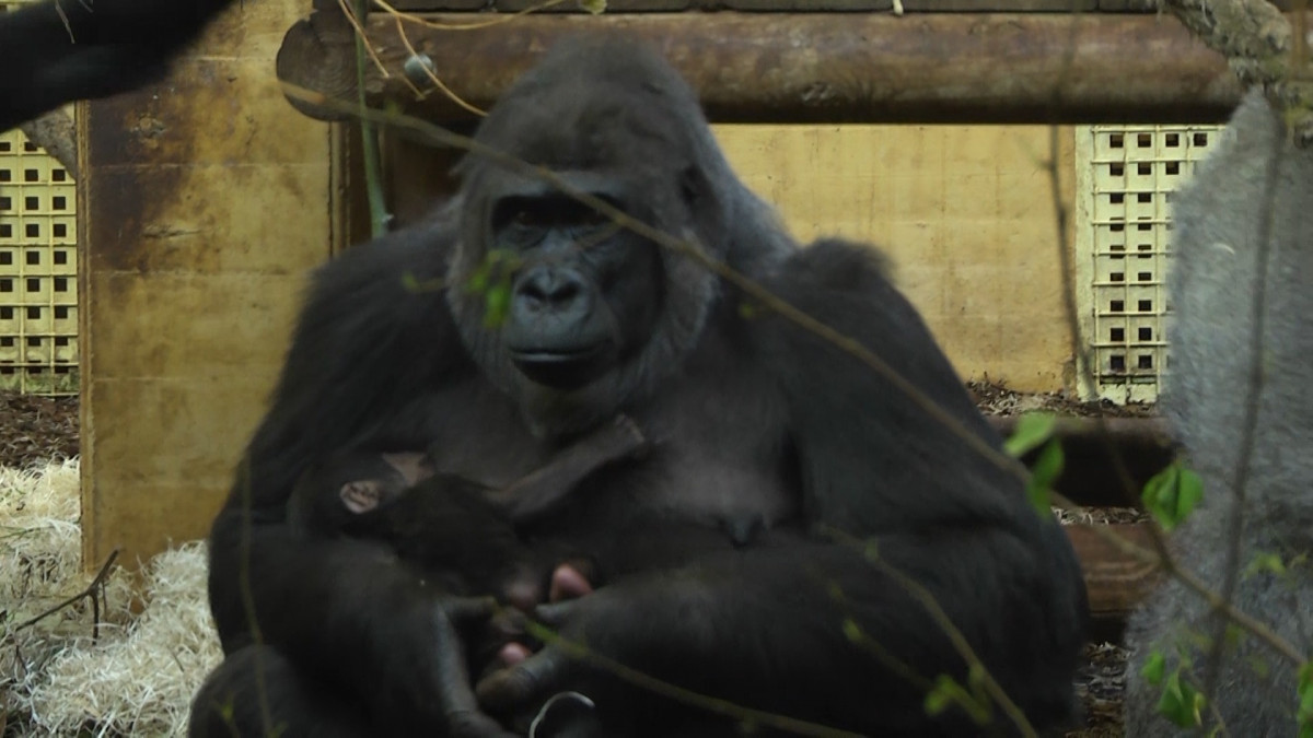 Imatges d'un nou exemplar de goril·la que ha nascut al Parc de la Natura de Cabárceno, a Cantàbria.