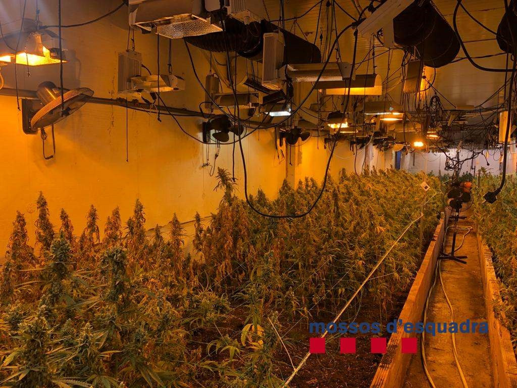 Desmantellades 1.050 plantes de marihuana en una nau industrial de Vilassar de Dalt (Barcelona)