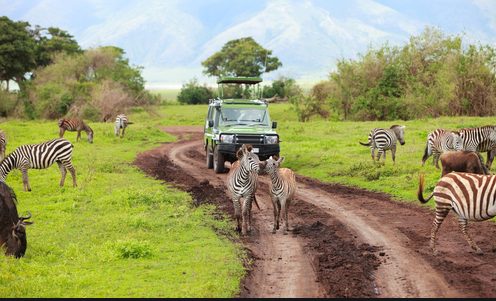 safari