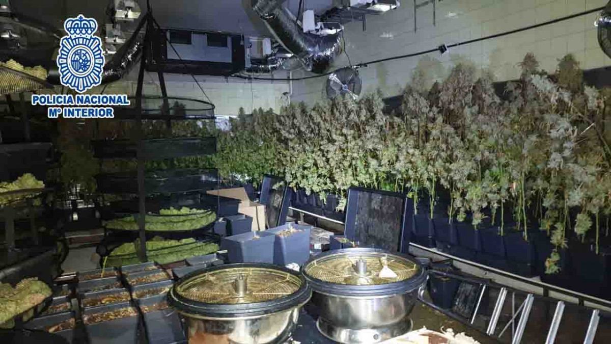 La Policia Nacional desmantella una plantació de marihuana en una ferrovelleria de Sant Feliu de Llobregat (Barcelona)