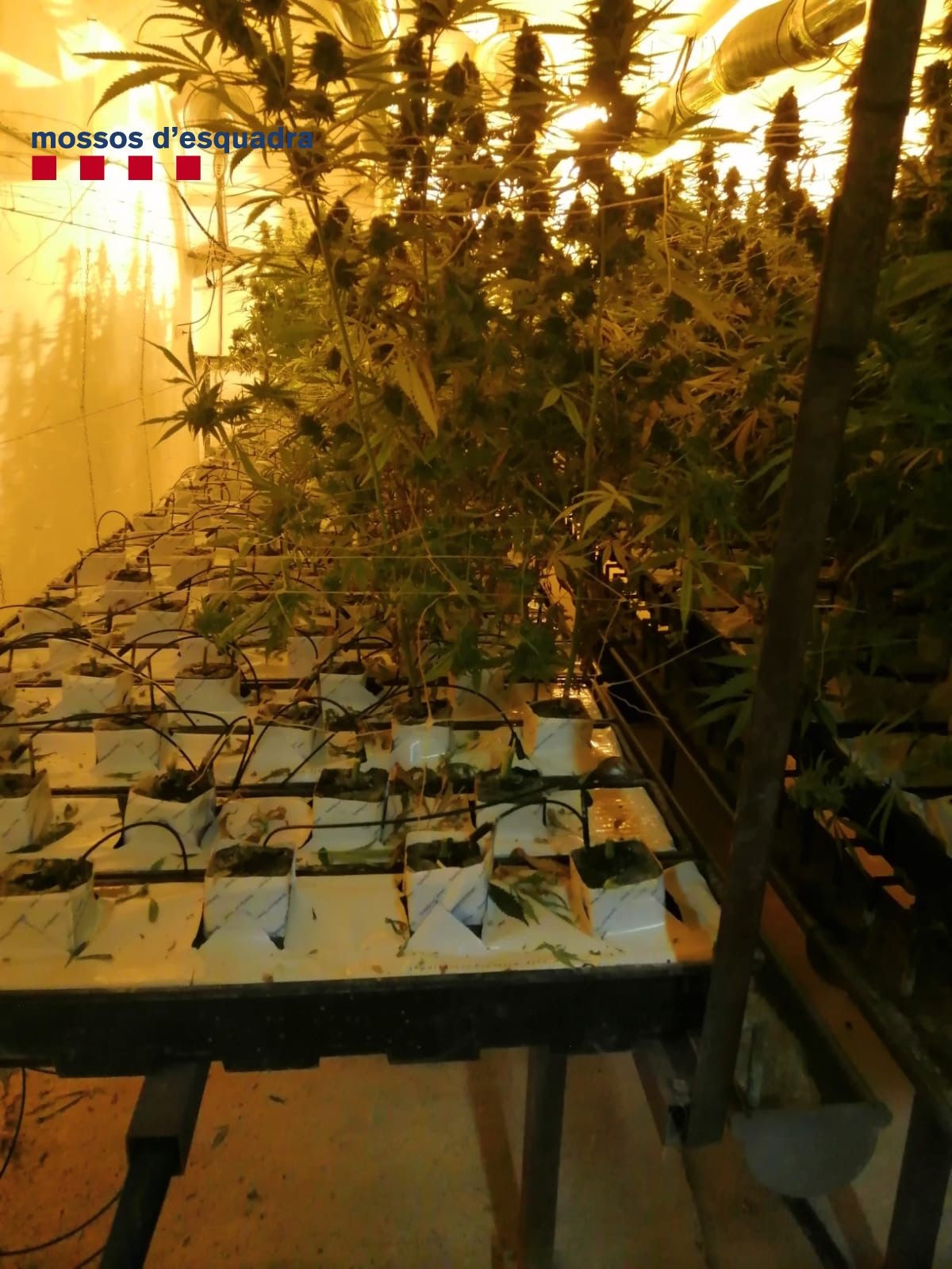 EuropaPress 3437251 plantacion marihuana subterrània descoberta mossos