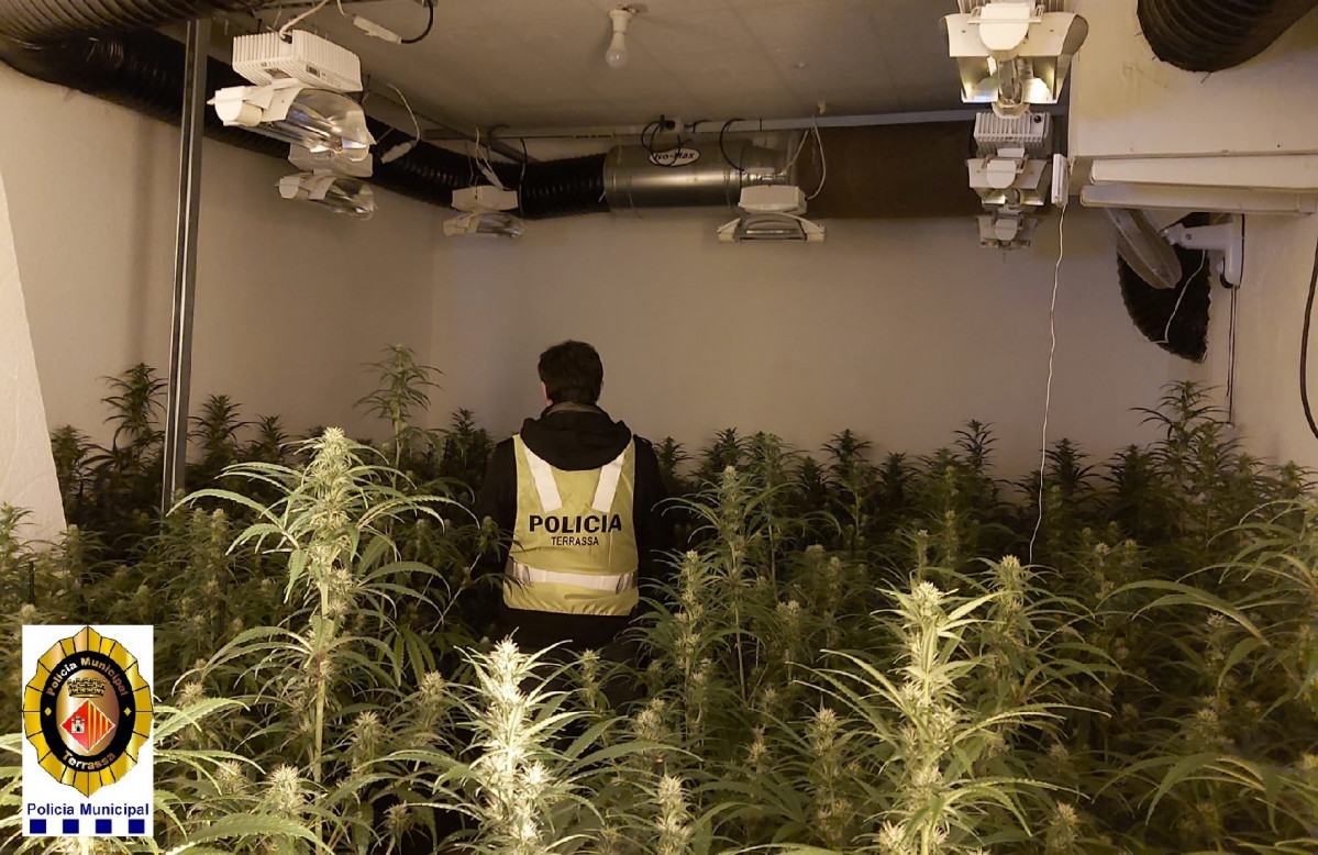 La plantació descoberta en un pis de Terrassa.