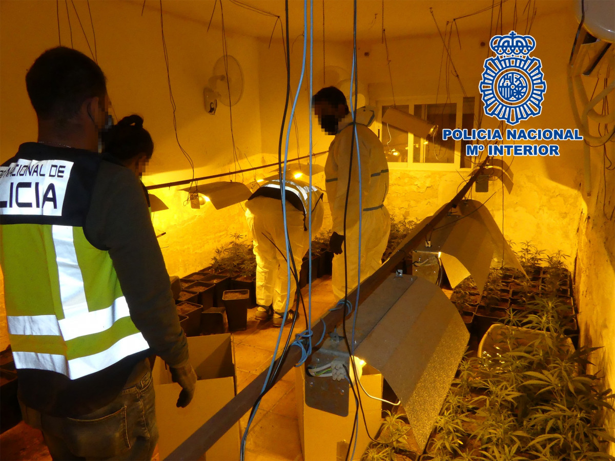 Imatge d'arxiu d'una operació de la Policia contra plantacions de marihuana