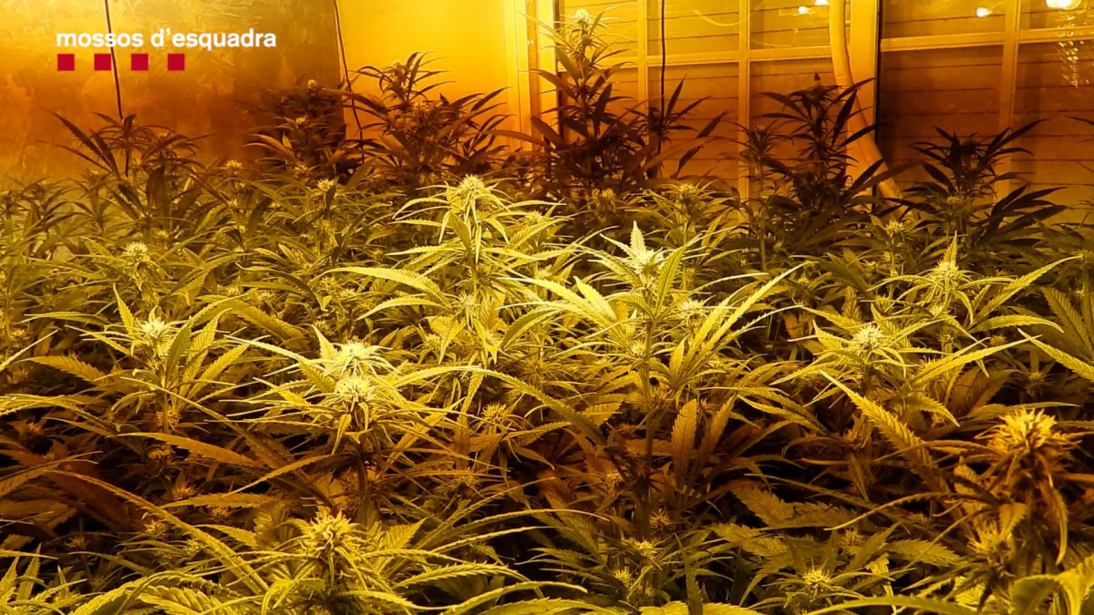 Plantació de marihuana a un dels habitatges registrades després del segrest d'un home de 31 anys a la comarca de Maresme (Barcelona).