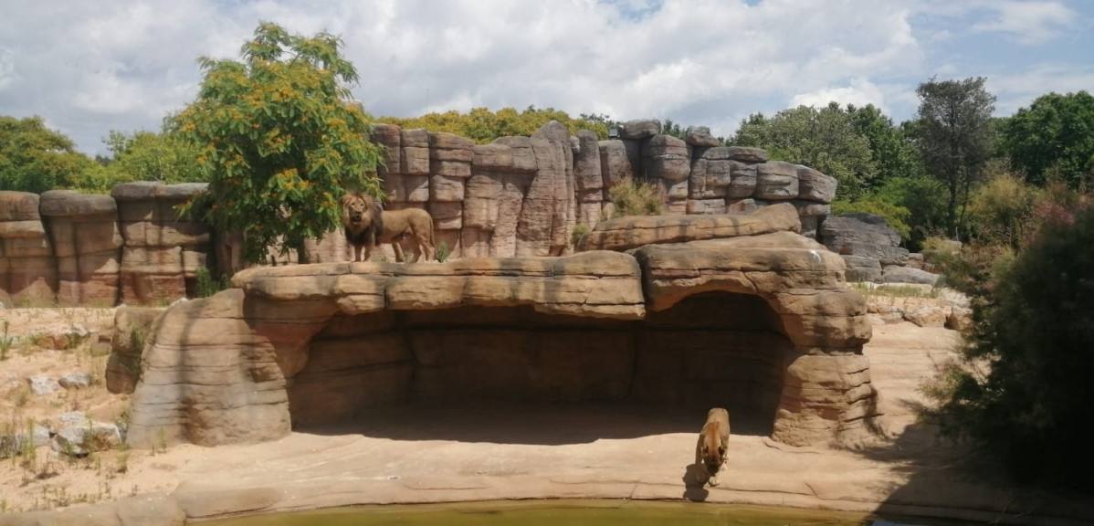 El nou espai de la sabana d'Sahel per als lleons al Zoo de Barcelona