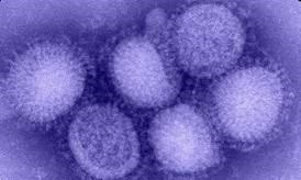 Virus de la grip.