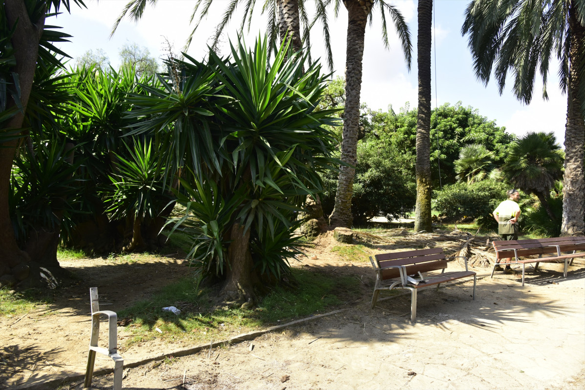 Zona d'al parc de la Ciutadella (Barcelona) on ahir, dimarts dia 25 d'agost, va perdre la vida un home de 41 anys i va resultar ferida una dona a l'caure'ls a sobre una palmera de l'recinte. A Barcelona, Catalunya, (Espanya), a 26 d'agost de 2020.
