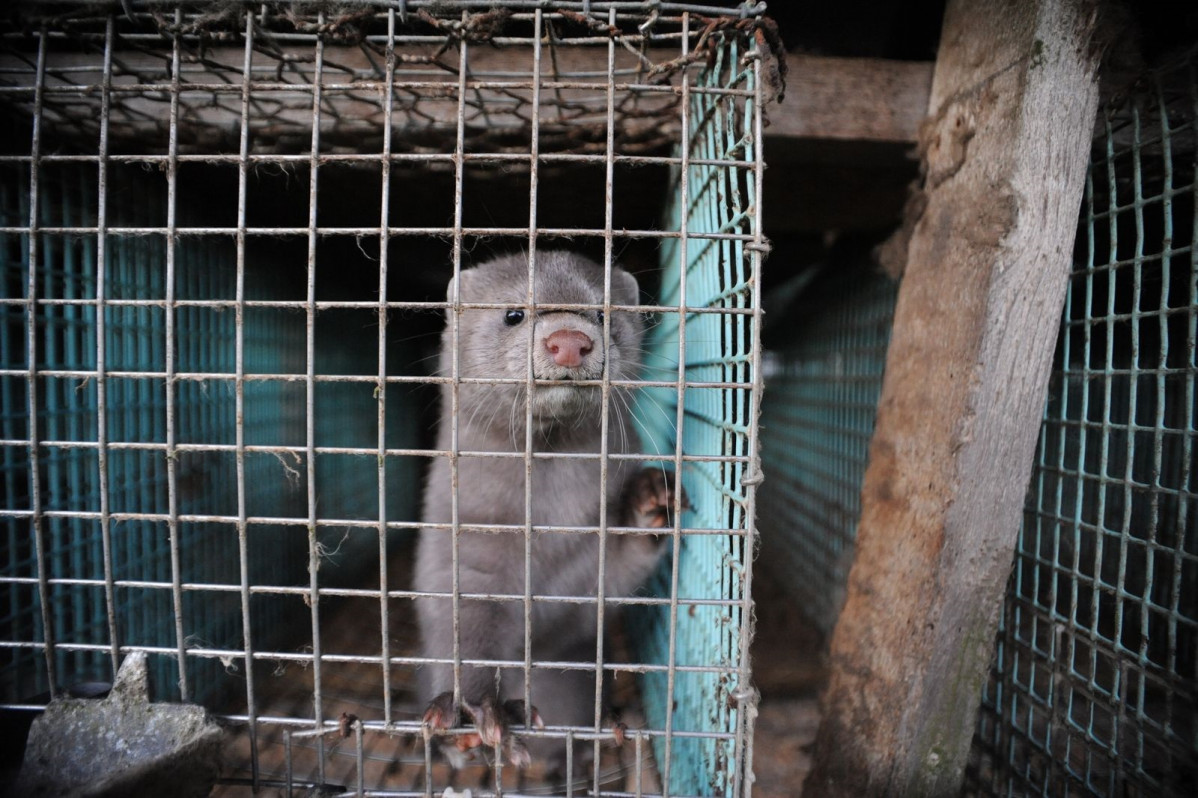WWF reclama el tancament de les granges de visons a Europa.