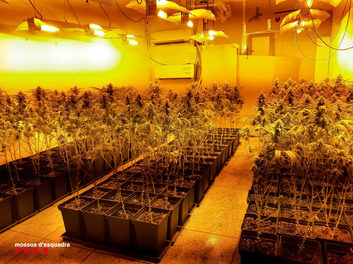 Successos.- Desmantellats quatre domicilis a Badalona (Barcelona) destinats a el cultiu de marihuana