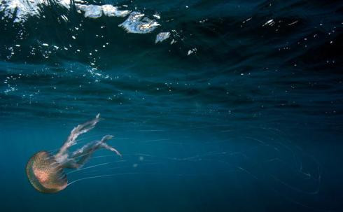 L'aigua de la Mediterrània està cada vegada més calent i àcida
