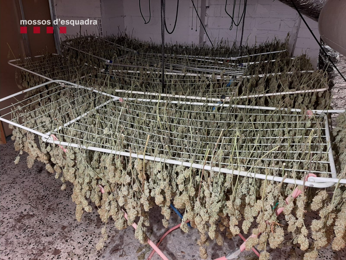 EuropaPress 3554557 desmantellen 1400 plantes marihuana dos immobles cobera vallirana barcelona