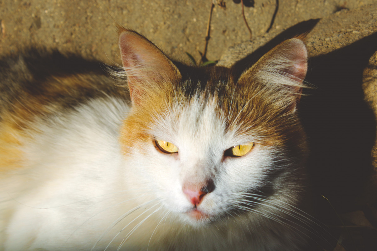 Zulma velez rf2Z9O8tgu4 unsplash