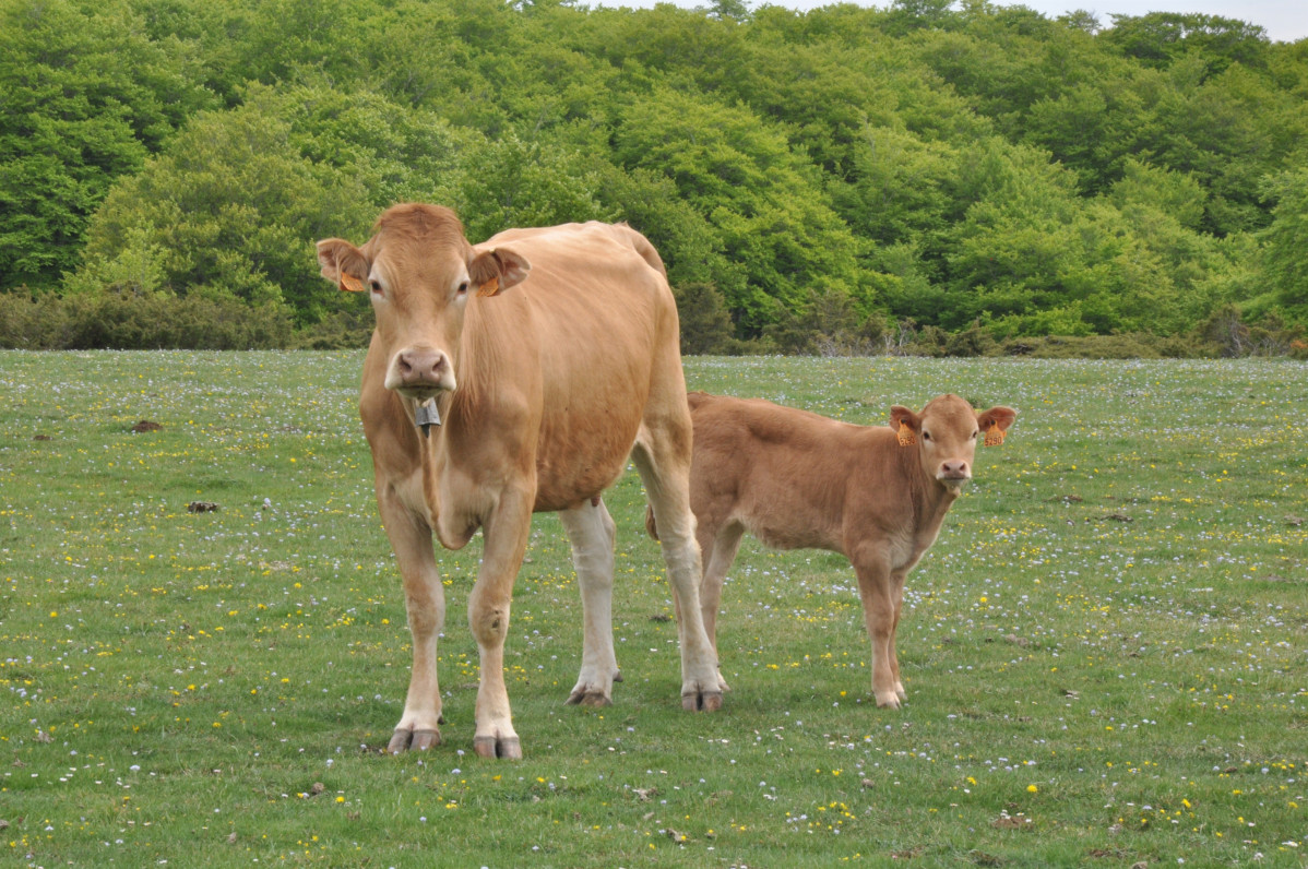 Una vaca i el seu vedell, a Urbasa