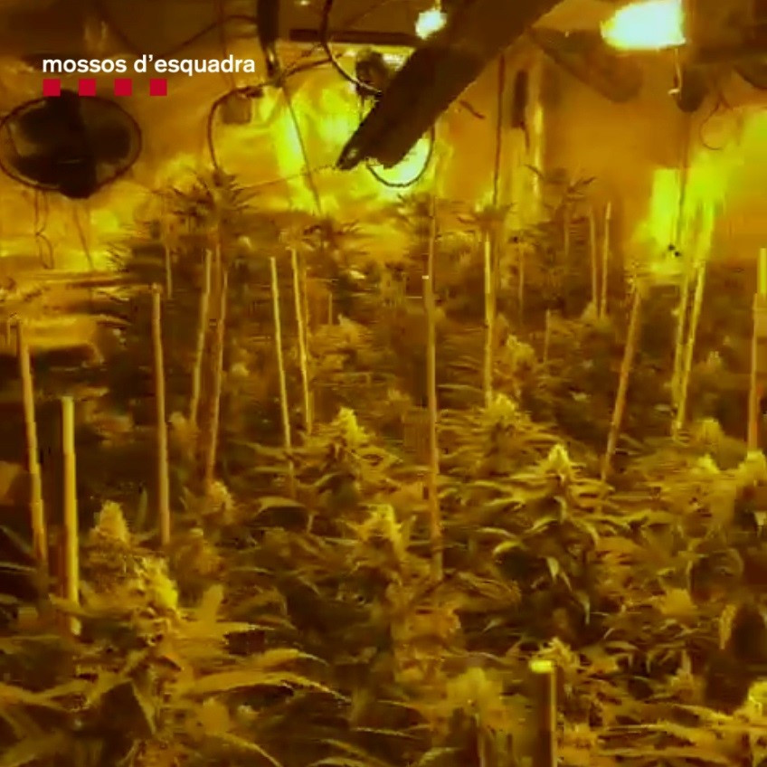 EuropaPress 3605266 desmantellades dues plantacions marihuana an municipi esparreguera