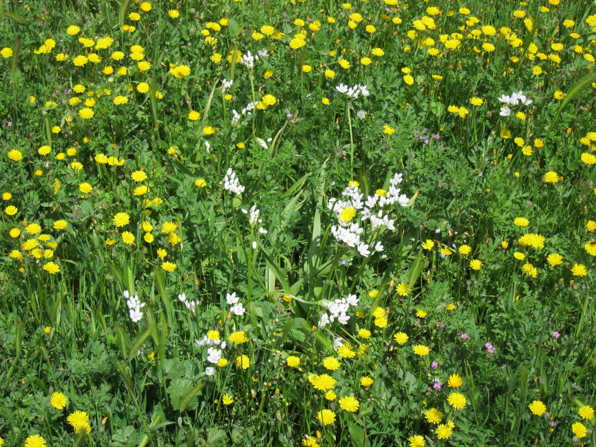 EuropaPress 3608292 camp florit flors al·lèrgia primavera prat
