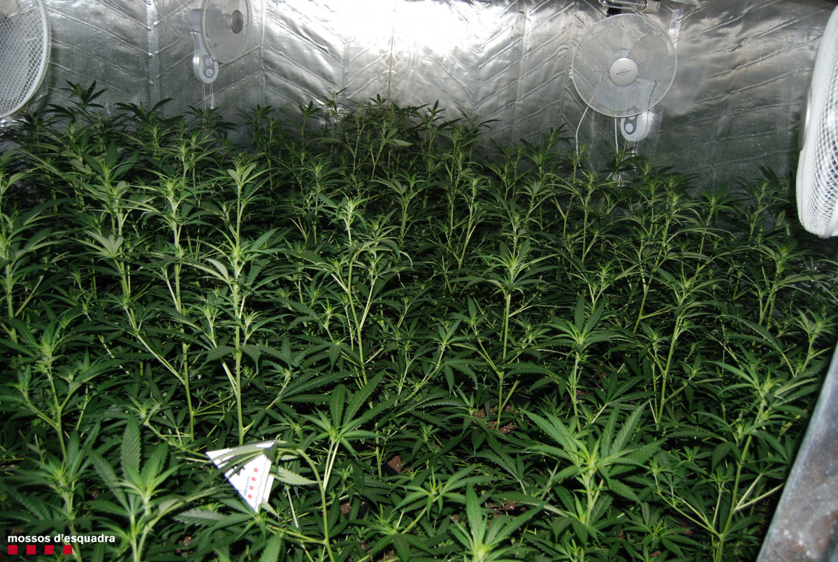 Plantes de marihuana interceptades al Catllar (Tarragona)
