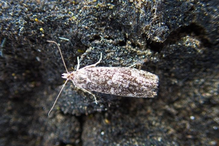 Arna budmoth caminant sobre la tundra, illa de Vize, temperatura de l'aire + 3C,