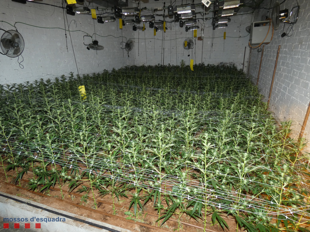 Imatge de l'interior de l'habitatge de l'Hospitalet de Llobregat (Barcelona), on es van decomissar 1.400 plantes de marihuana.