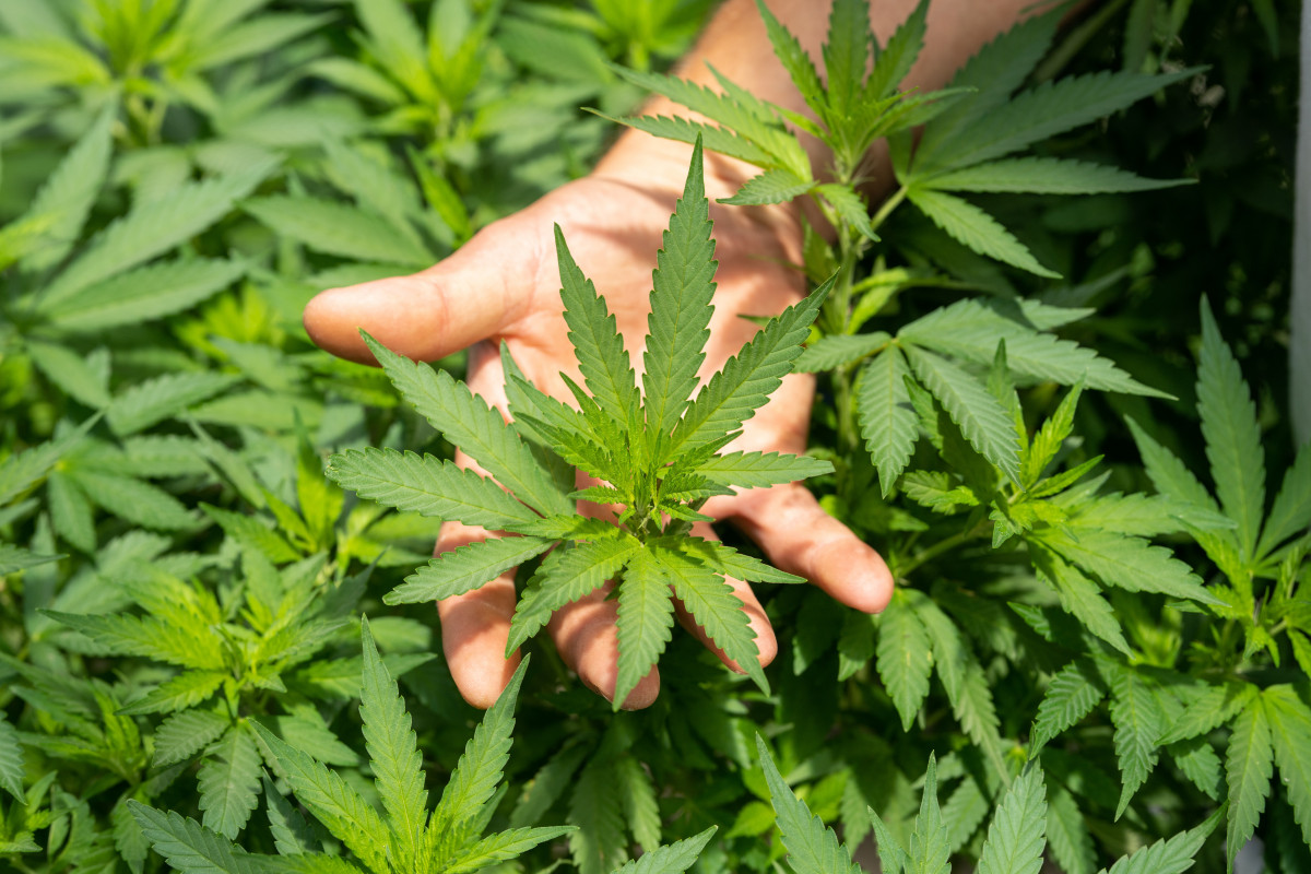 Crystalweed cànnabis nFumIdf3IHE unsplash