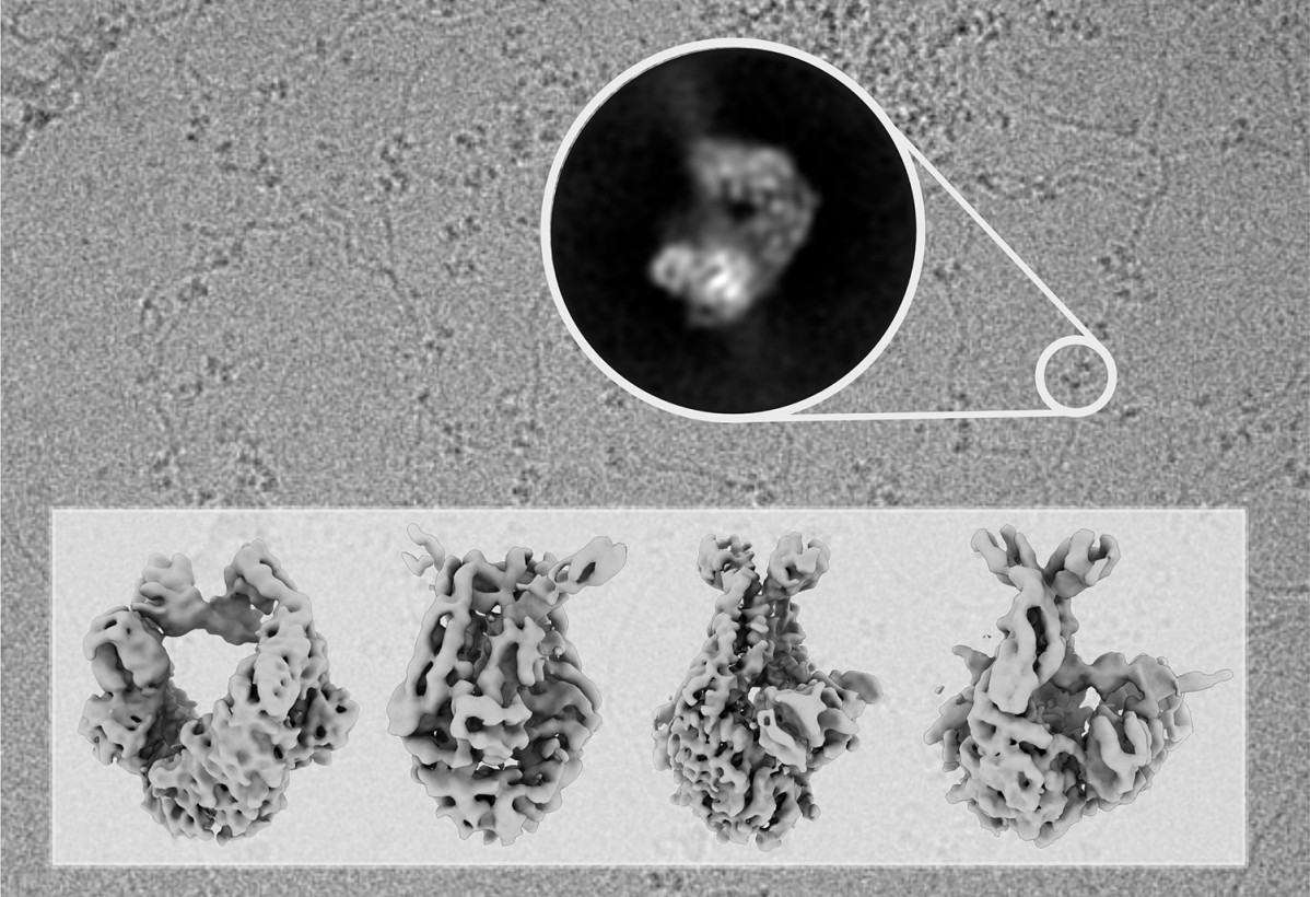 En el fons de la imatge es mostra una fotografia presa amb el microscopi electrònic en la qual s'observen molècules d'ADN decorades amb molècules de la proteïna Muts, escanejant l'ADN a la recerca d'errors.