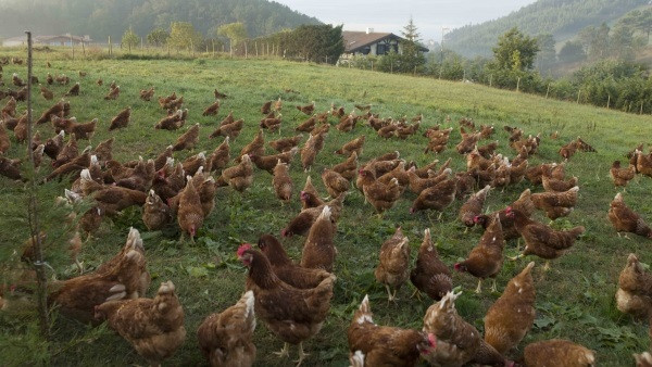 Arxiu - Ous. Gallines. benestar animal