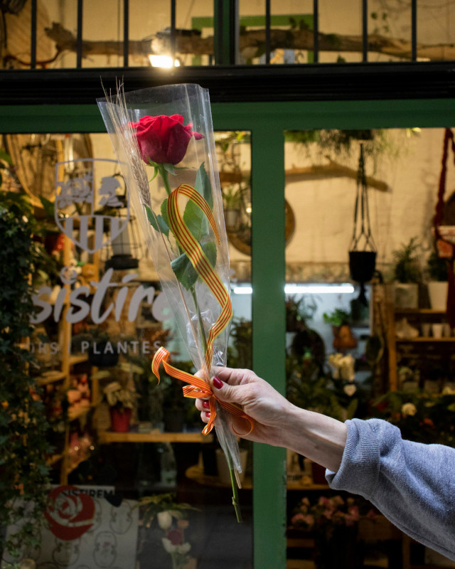 Rosesantjordi8x10