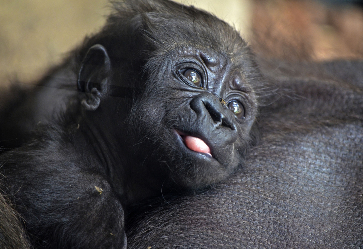 La nova cria de goril·la de Bioparc és femella