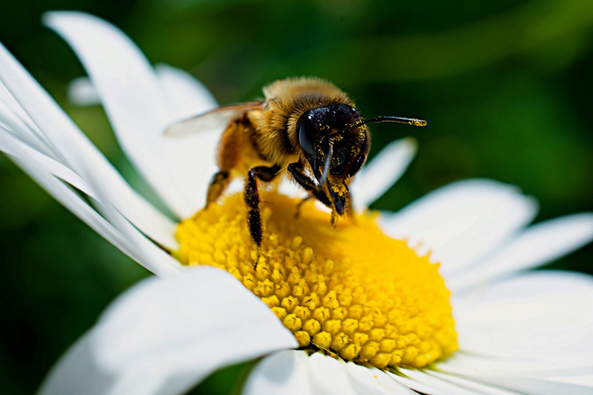 Bee 4235093 1920
