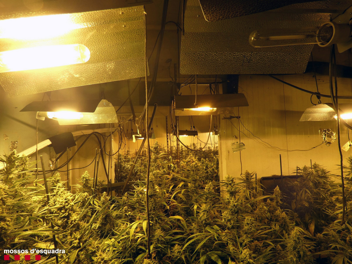 Imatge de l'interior d'un dels espais amb plantes de marihuana a Constantí (Tarragona)