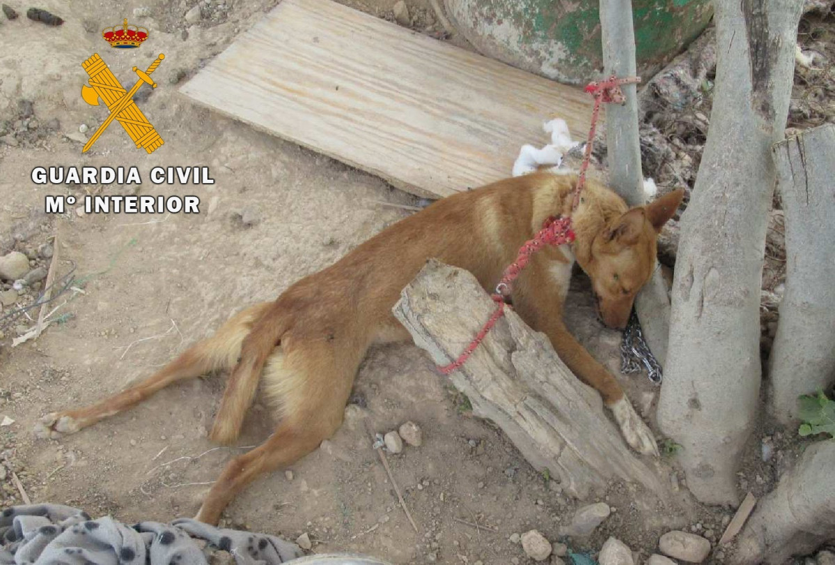 EuropaPress 1652803 andalucia magrana successos detingut cabdells vega maltractament animal 17