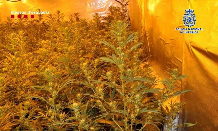 EuropaPress 3741721 plantacion marihuana desmantellada
