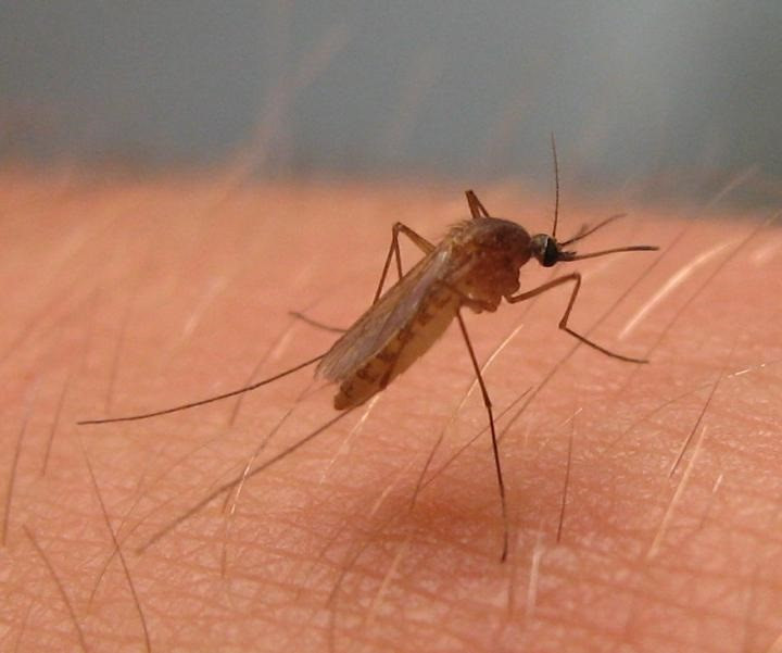 Arxiu - Culex pipiens, mosquit de virus de Nil Occidental a Amèrica de Nord