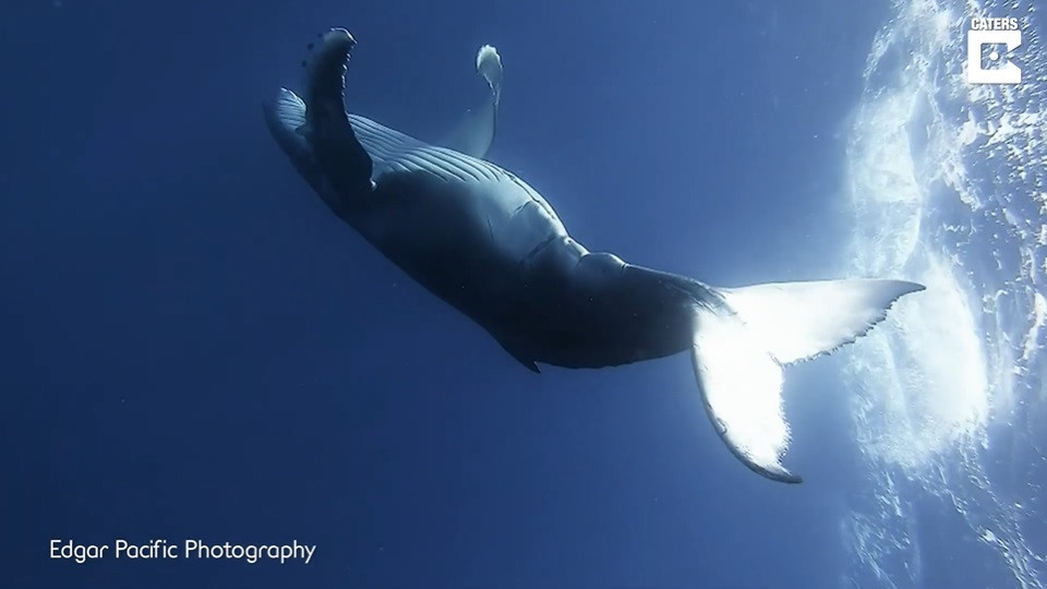 Aquesta juganera balena deixa fotografiar els seus acrobàtics moviments sota la superfície de l'aigua