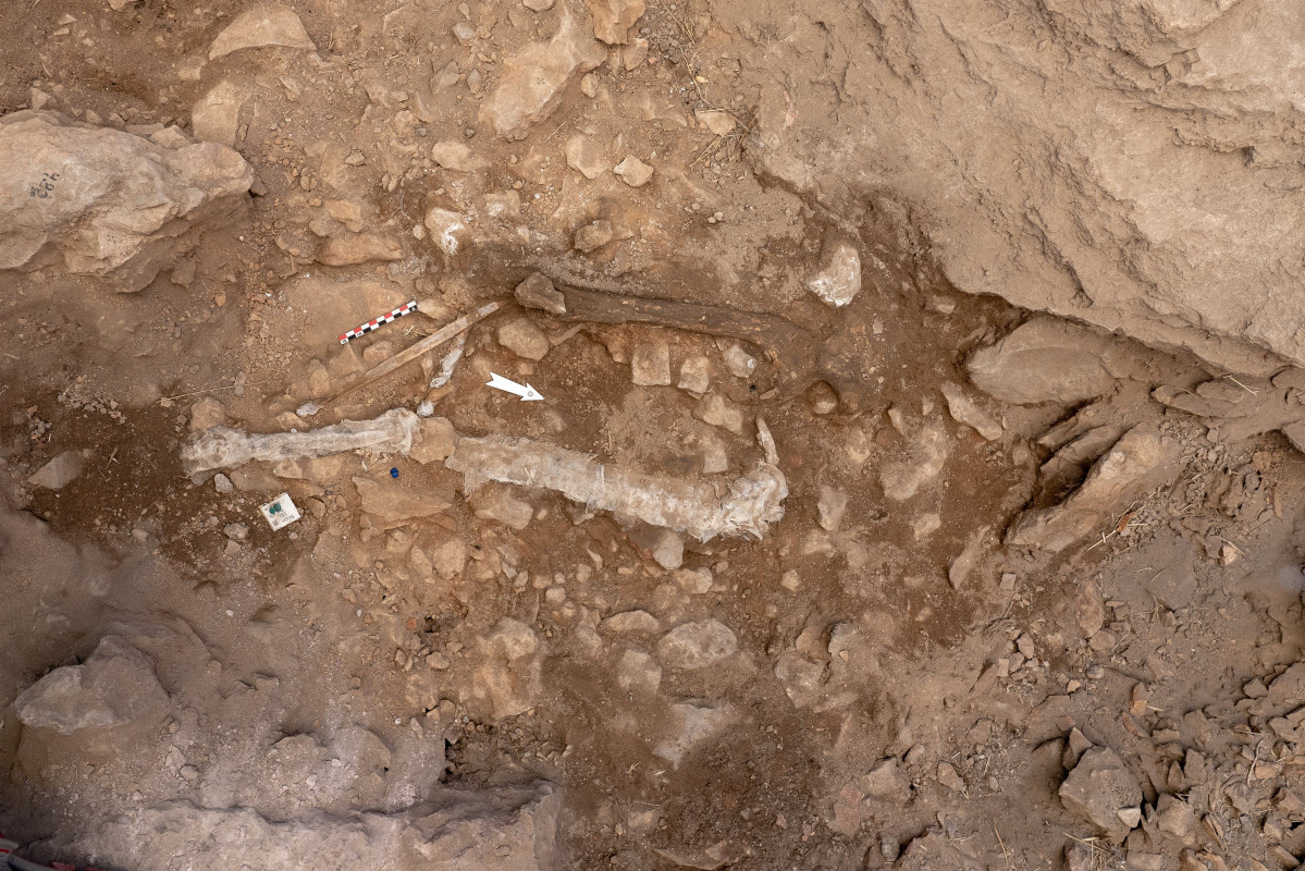Troben restes d' 'homo sapiens' de fa 14.000 anys al jaciment de Santa Linya (Lleida)