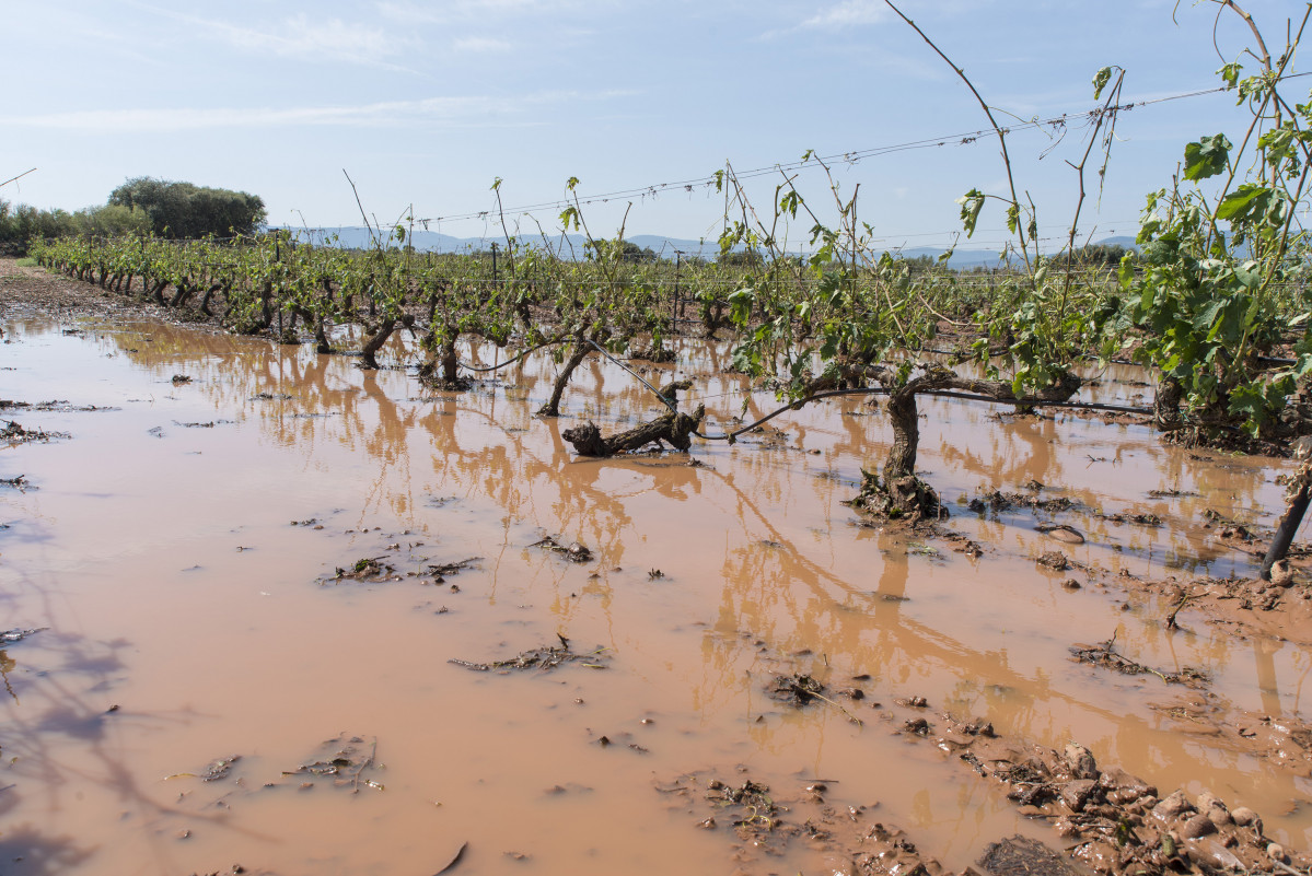 Vinyes destrossats per la tempesta d'ahir als voltants de la localitat de Fuentemayor, a 15 de juny de 2021, a Fuenmayor, la Rioja (Espanya). L'Ajuntament de Fuenmayor declararà aquesta tarda, en un ple extraordinari, zona catastròfica el mu