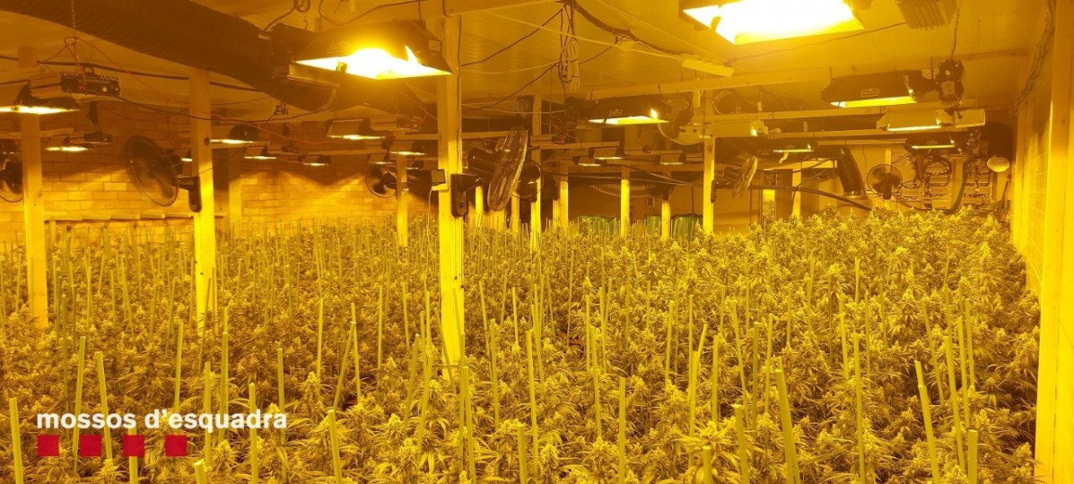 EuropaPress 3787496 plantas marihuana nave camarasa