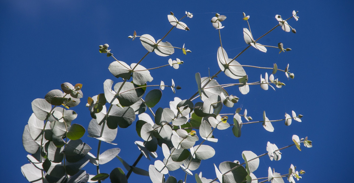 Eucaliptus leaves 1234010 1920