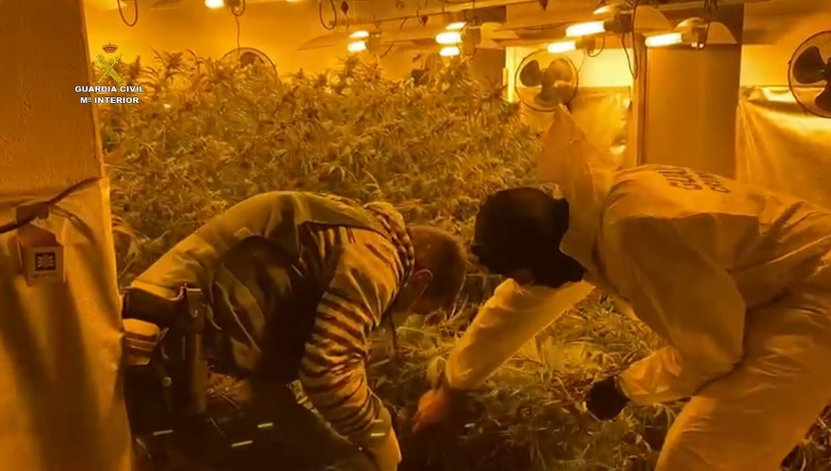 Arxiu - Foto d'arxiu d'uns guàrdies civils en una intervenció en una plantació de marihuana indoor a un habitatge