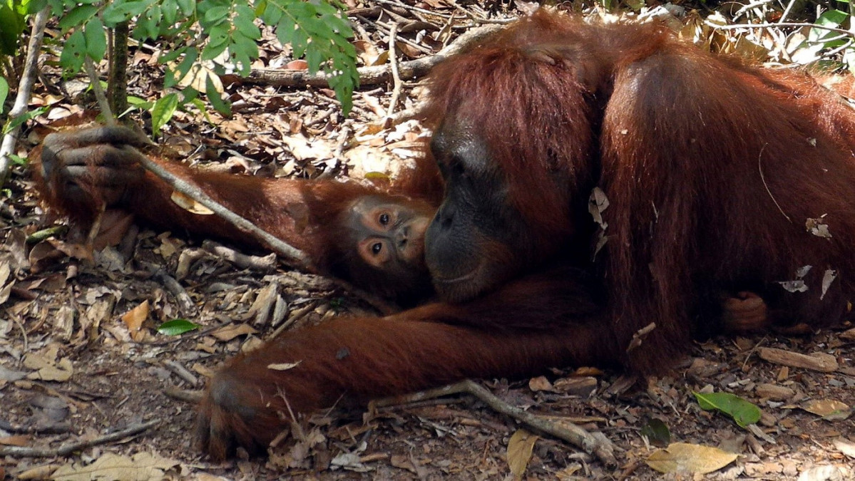 7 Orangutans