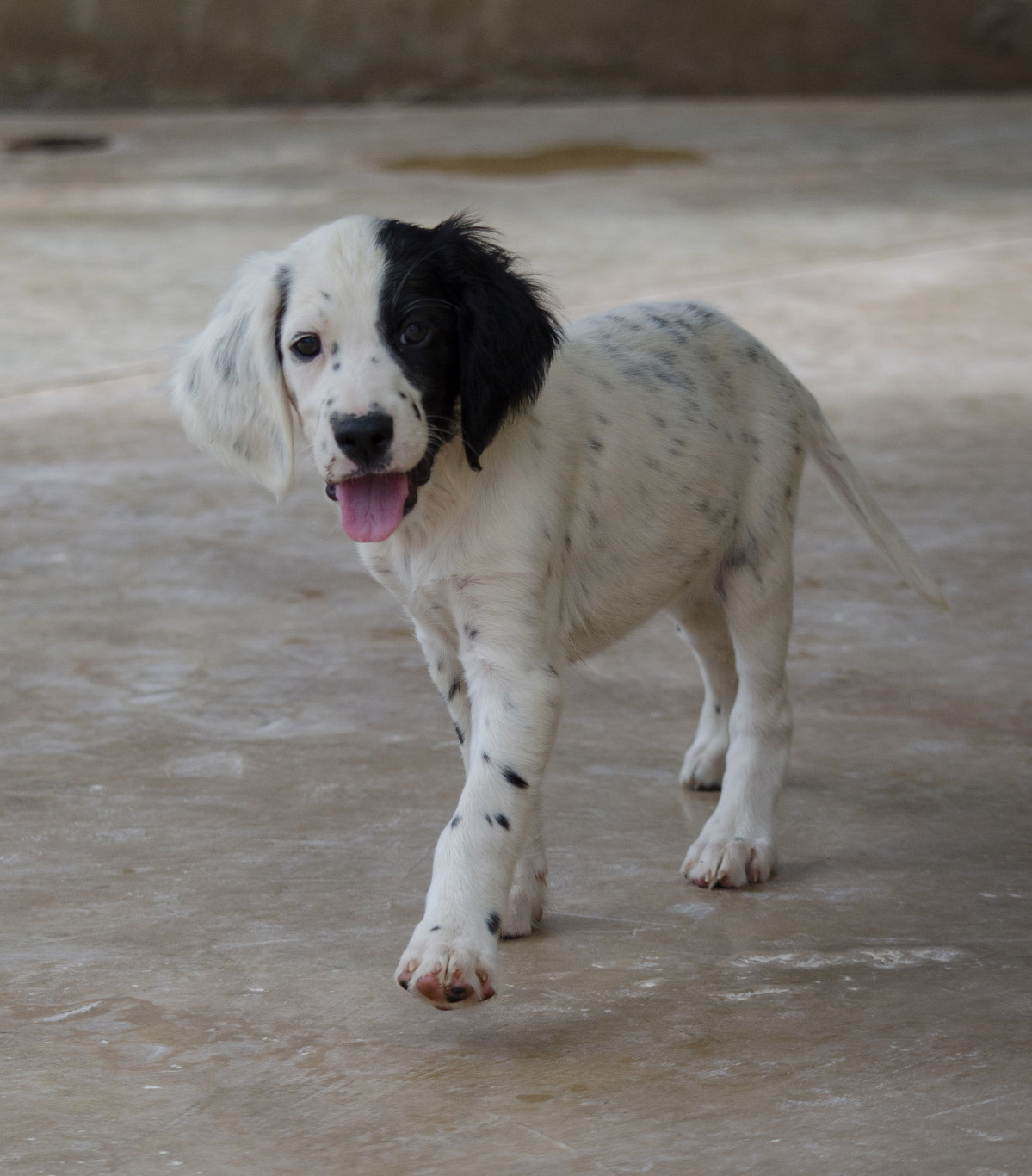 Llegeixo, gos abandonat.