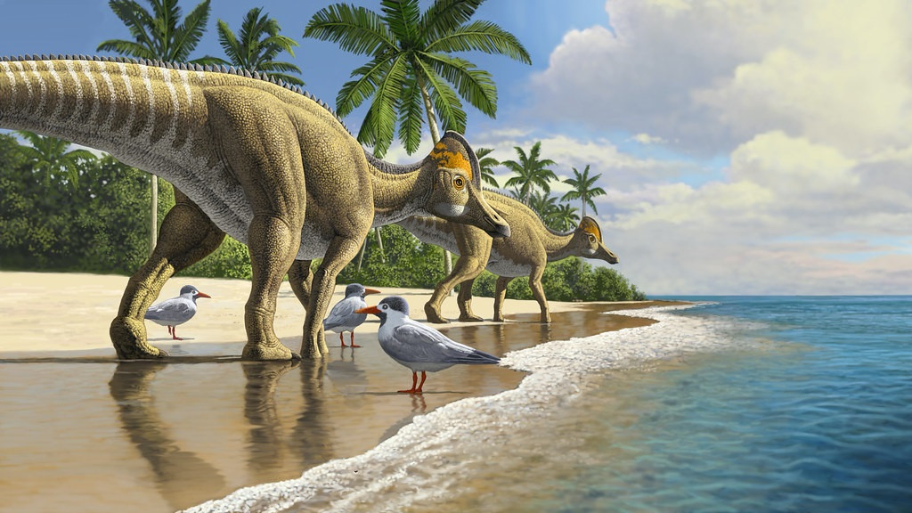 Els dinosaures bec d'ànec evolucionar a Amèrica de Nord, estenent-se a Amèrica de Sud, Àsia, Europa i finalment Àfrica