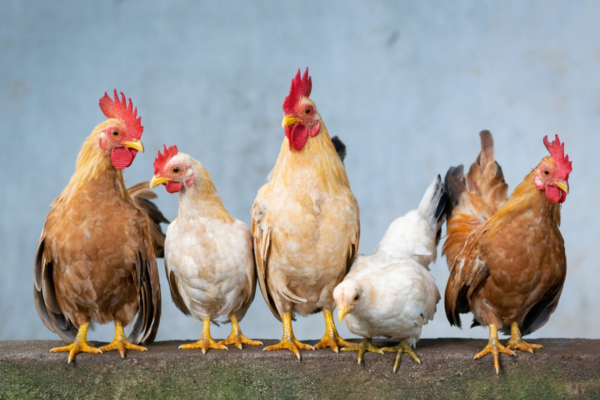 Chicken 4849979 1920